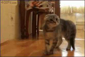 Kitten Scared GIF - Kitten Scared Startled GIFs