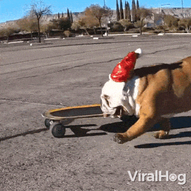 Skateboarding English Bulldog GIF - Skateboarding English Bulldog Viralhog GIFs