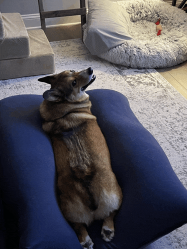 a dog is laying on a blue pillow on the floor