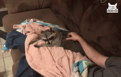 Raccoon Pet GIF - Raccoon Pet Cuddle GIFs