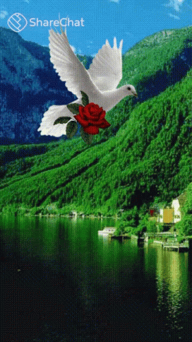 शांति गुलाब GIF - शांति गुलाब फूल GIFs