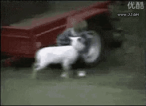 a man is riding a tractor with a sheep behind him .