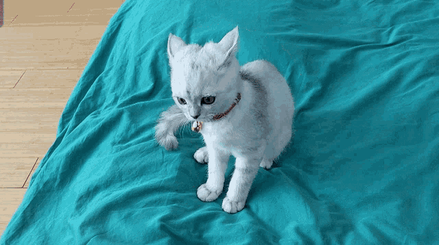 a white cat with a bell around its neck is sitting on a bed