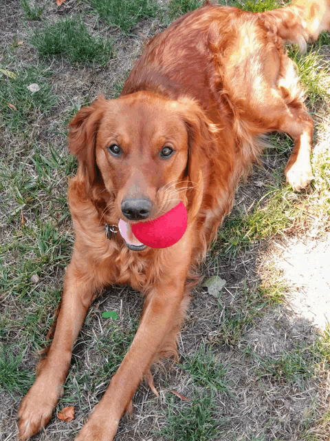 a brown dog laying in the grass with a red tennis ball in its mouth
