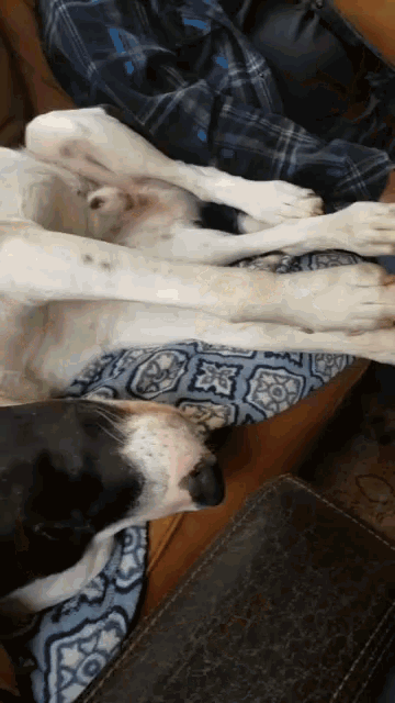 two dogs are laying on a couch with their feet up