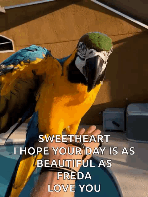 a blue and yellow parrot is sitting on a person 's hand with the caption sweetheart