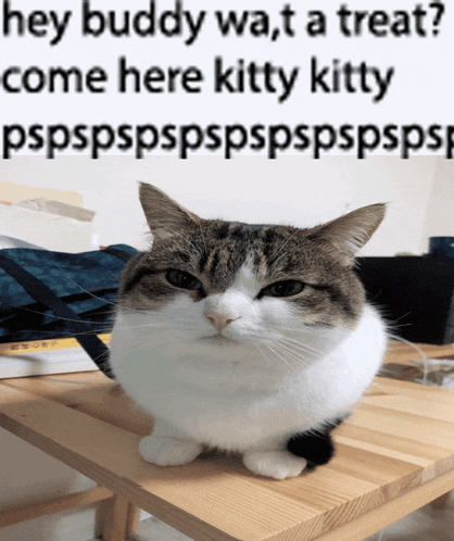 a cat sitting on a wooden stool with a text behind it that says hey buddy wa t a treat