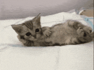 a kitten is laying on its back on a bed looking at the camera