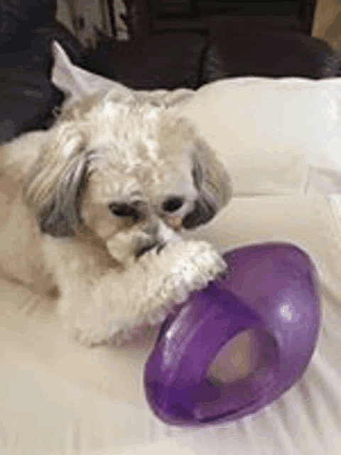 a small dog is playing with a purple toy .