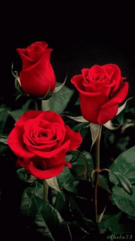 three red roses against a black background with the number 73 on the bottom left