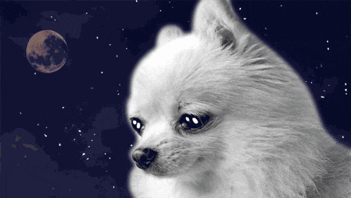 a small white dog looks at the moon in the night sky
