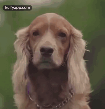 Dog Love.Gif GIF - Dog Love Julie Cover Music Cover Video GIFs