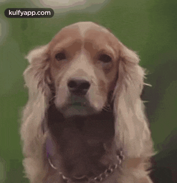 a close up of a cocker spaniel with a purple bow on its head .