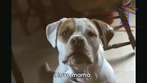 He Loves His Mama GIF - Talking Dog I Love Mama Dog GIFs