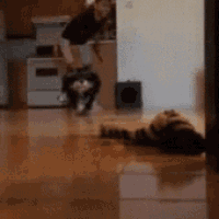 a man is playing with a dog in a kitchen .