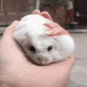 a person is petting a white hamster in their hand .