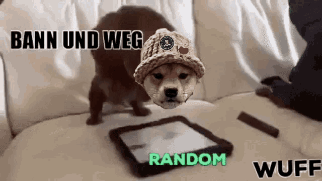 a dog wearing a knitted hat looks at a tablet