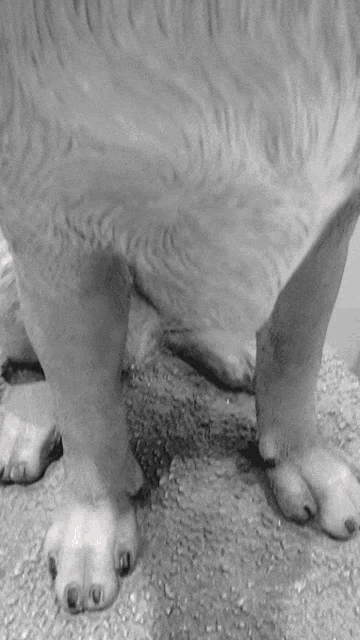 a black and white photo of a dog 's paws and fur
