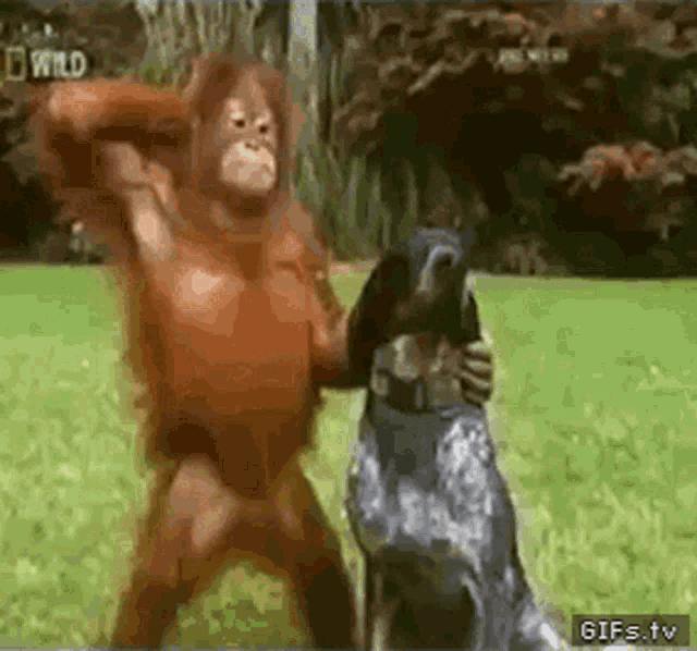 Banessa Orangutan GIF - Banessa Orangutan Ferro GIFs