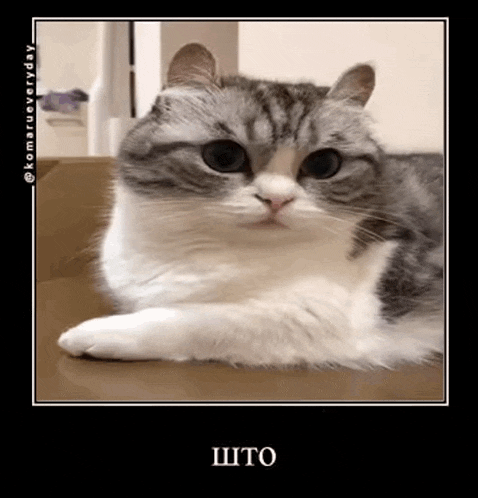 a gray and white cat is laying on a table and looking at the camera with a caption that says " itto "