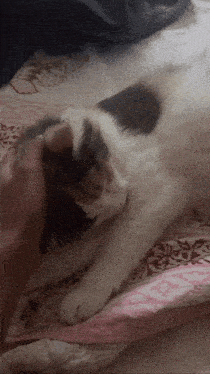 a cat is laying on a bed with a pink blanket
