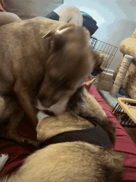 two dogs are playing on a couch with a person