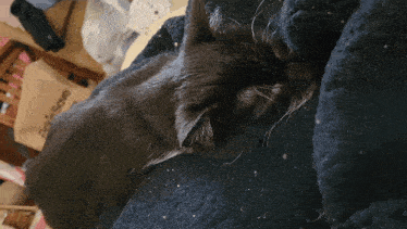 Sleepy Cat Sleeping GIF - Sleepy Cat Sleeping Sleepy GIFs