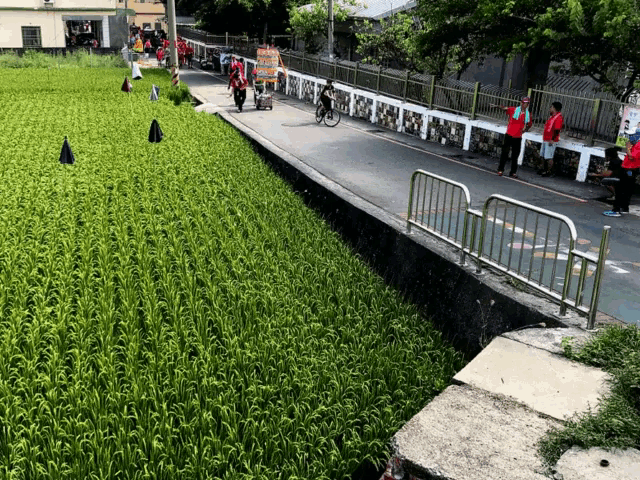 a group of people are walking down a sidewalk next to a field of green plants
