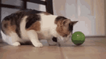a calico cat is playing with a green toy on the floor .