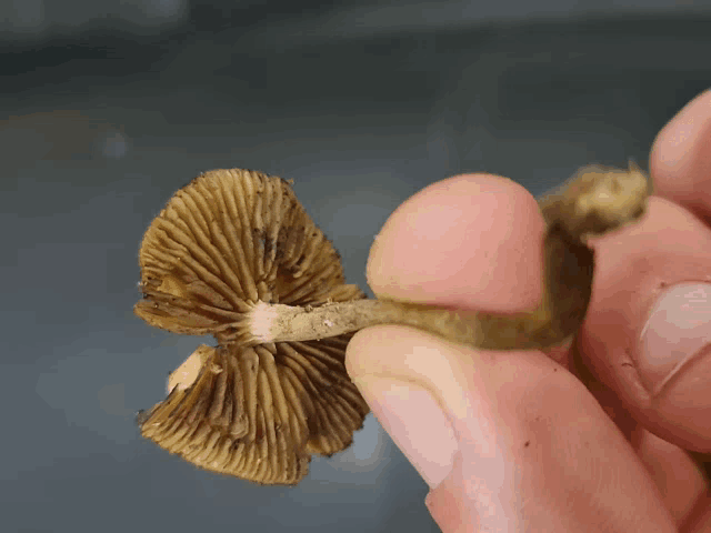 a person is holding a mushroom in their hand that looks like a flower
