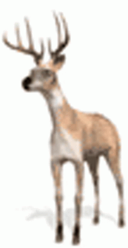 Wonderhoy Deer GIF - Wonderhoy Deer Slay GIFs