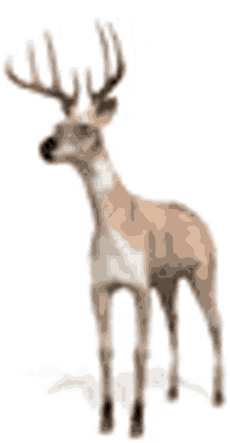 a deer with antlers is standing on a white background and looking up .