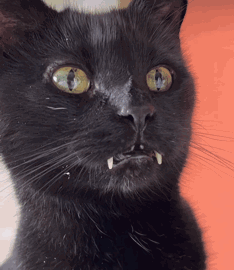 Cat Black Cat GIF - Cat Black Cat Void GIFs