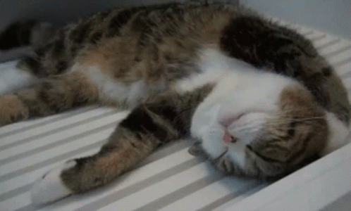Kitty Sleeping GIF - Kitty Sleeping Lazy GIFs