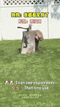 a dog is standing on a tree stump with a squirrel in it