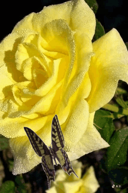 a butterfly is sitting on a yellow rose