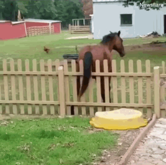 Funny Itchy GIF - Funny Itchy Horse GIFs