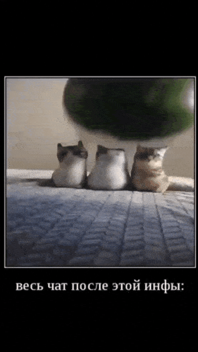 three cats are sitting next to each other on a bed with a green object behind them