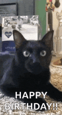 a black cat is laying on the floor with the words `` happy birthday ! ''