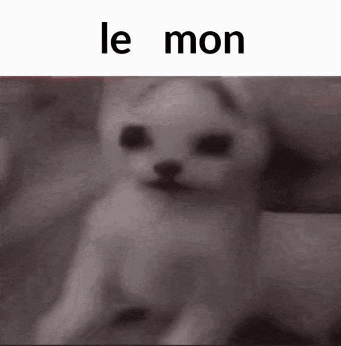 Le-mon Lemon GIF - Le-mon Lemon Melon GIFs