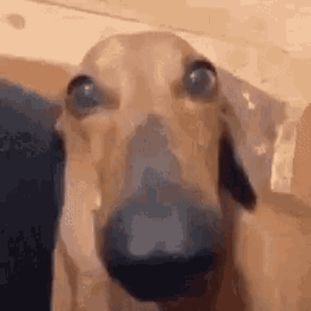 Sopevault Dog GIF - Sopevault Dog GIFs