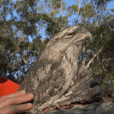 a bird is perched on a tree branch with a person 's hand