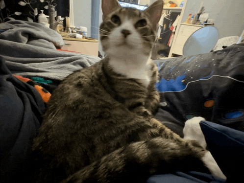 a cat is sitting on a bed with a blanket on it