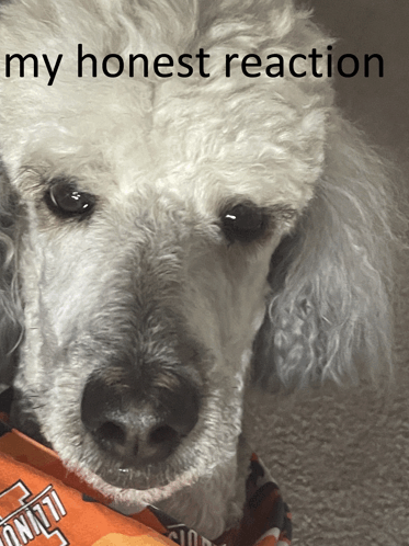 My Honest Reaction Dog GIF