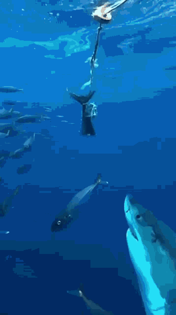 Shark Absolute Unit GIF - Shark Absolute Unit Big GIFs