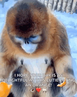 a monkey is eating an orange with a heart in its eye .