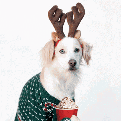 a dog wearing antlers and a sweater is holding a starbucks cup