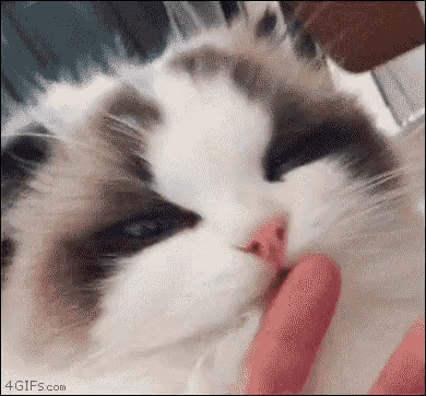 a close up of a cat petting a person 's finger .