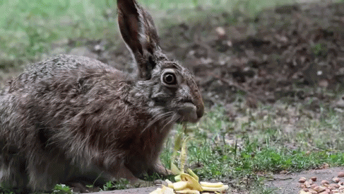 Bunny Death Stare GIF - Rabbits Bunnies Eating GIFs