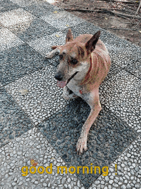 a dog is laying on the ground with the words good morning written below it
